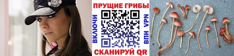 где продают   Смоленск  MEGA как войти  Псилоцибиновые грибы Magic Shrooms 